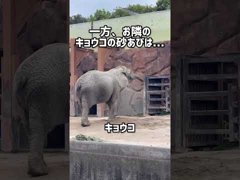 ゾウさんの砂あび東武動物公園 癒し 動物 動物園 アフリカゾウ