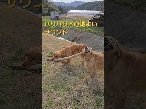 親子で竹をかじるゴールデンレトリバー ゴールデンレトリバー goldenretriever 大型犬のいる生活 食いしん… サムネイル