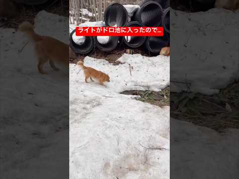 ドロだらけの犬、別の池に入ったら洗浄されました サムネイル