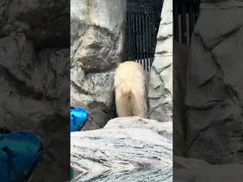 shorts ママ〜出してよぉ〜　とモモ太🍑くん　ホッキョクグマ　男鹿水族館GAO 2026年5月22日　IMG 48… サムネイル