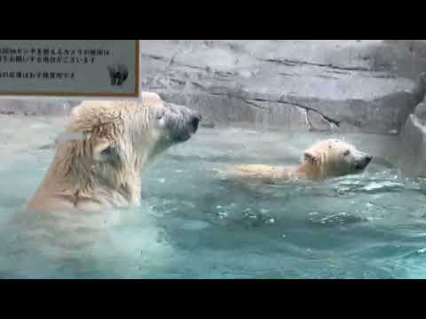 チョッとォオ！ママ〜！！ボクがせっかく泳いでいたのに〜！！っと言ってそう🤭　モモちゃんモモ太くん親子　  ホッキョクグ…
