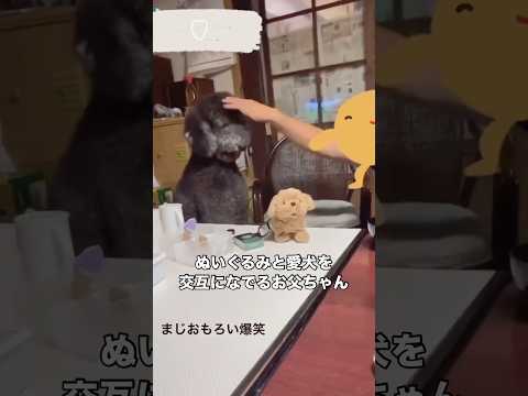お父ちゃんがぬいぐるみと愛犬を交互になでた時の愛犬のなんとも言えない表情 スタンダードプードル スタンプー 大型犬 s… サムネイル