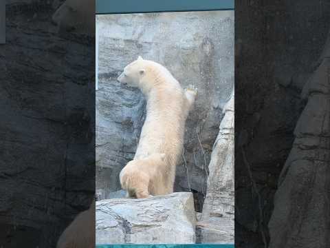 shorts ママぁ〜どうしたの〜🐻‍❄️   ホッキョクグマの親子　秋田県男鹿水族館GAOにて2026年4月30日