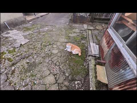 裏口開けておいたのに一緒に入ろう♪と待っててくれるモテる女子モモさん サムネイル