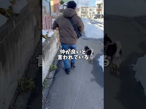 柴犬とオシザンを繋ぐもの… サムネイル