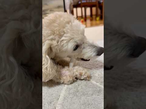 shorts ほねっこを貰った❣️タローちゃん　トイプードル　2026年2月16日 サムネイル