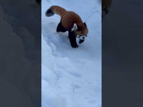 #shorts エイタくん　雪の上をトコトコ　円山動物園 サムネイル