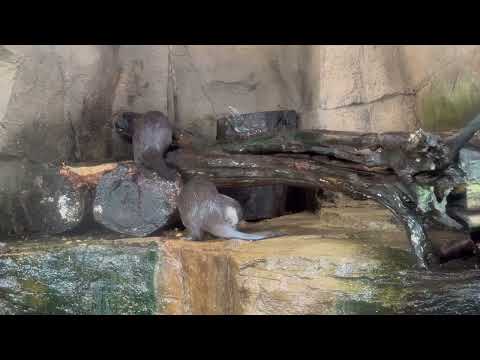 今日もワチャワチャ コツメカワウソファミリー　那須どうぶつ王国にて　2026年1月11日 サムネイル