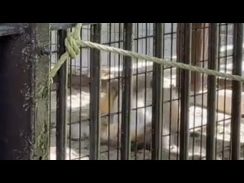 ゴロんしたフィーガくん　マヌルネコ　野毛山動物園にて　2026年5月10日 サムネイル
