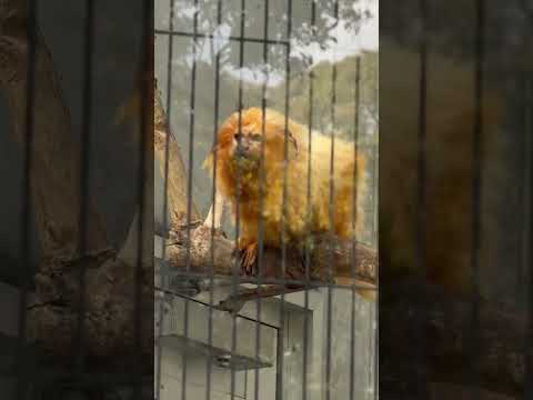 あ！エリオくん出てる！！　ゴールデンライオンタマリン　浜松市動物園にて　2026年3月15日 サムネイル