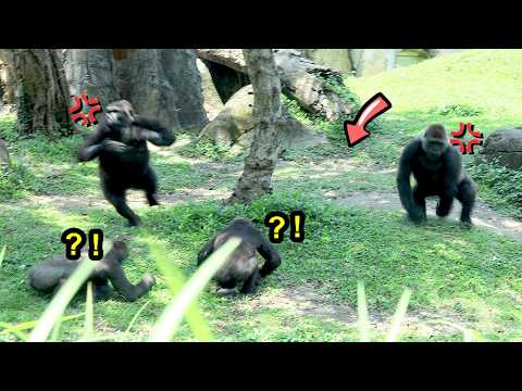 Gorilla kids' play led to a slight friction among the mothe… サムネイル