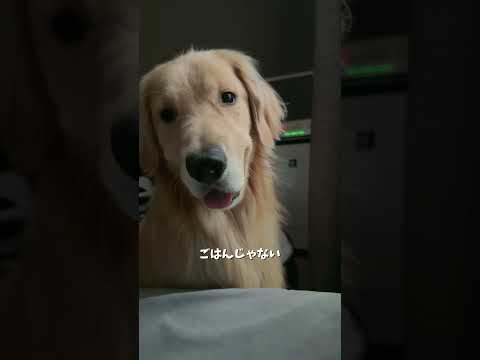 え？ごはん？ 大型犬 ゴールデンレトリバー