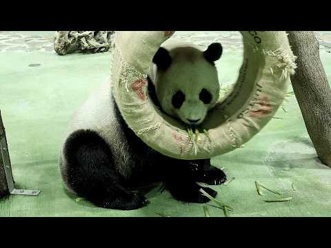 圓圓手手好靈活,抓劍筍一支接著一支吃|Giant Panda Yuan Yuan,圆圆,貓熊,大貓熊,大熊貓|台北動物…