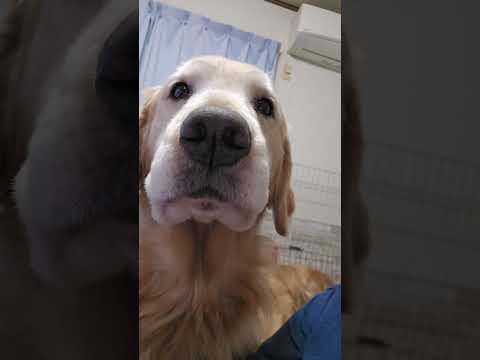 「持って帰って来いよ」猫の遊びがうらやましいゴールデンレトリバー　 ゴールデンレトリバー 大型犬のいる生活 癒し ki… サムネイル