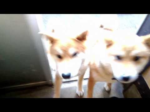 2026年9月6日(日) 裏口開けた途端に食欲旺盛な子柴たちがなだれ込んできます🦊🦊