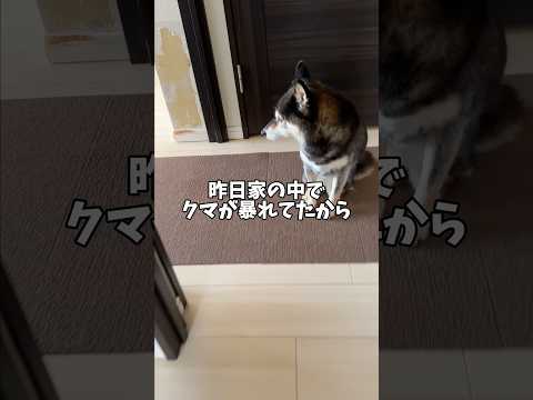 暴れる元保護犬…それを見て黒柴が思ったこと…