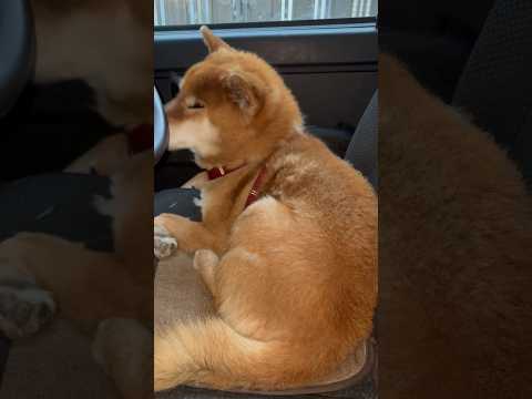 ’26.5.22 力丸とハンドルの距離感… 柴犬 shibainu 柴犬のいる暮らし 柴犬の日常 車中泊犬 カメラ目線… サムネイル
