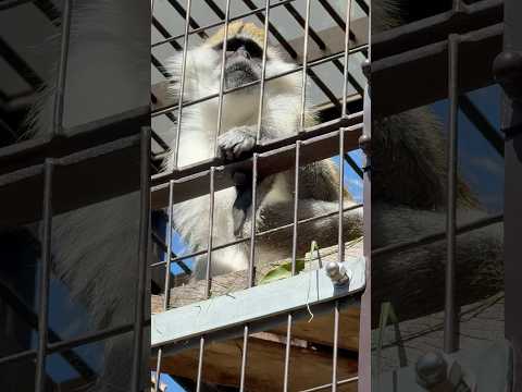 shorts サバンナモンキーさん　東山動植物園にて　2026年3月14日