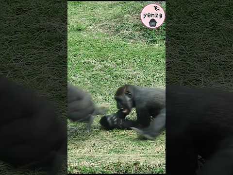Ringo快速溜走Jabali抓空😆 gorilla gorillatag taipeizoo 金剛猩猩 台北市立動物… サムネイル