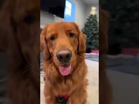 move move shake shake now drop what your momma say サムネイル