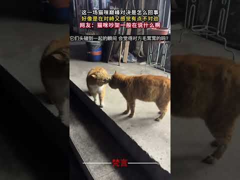 這場貓咪巔峰對決是怎麼回事 好像在對峙又感覺有點不對勁 貓 意外 有趣 搞笑 cat amazing funny sh… サムネイル