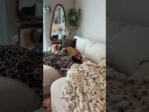 dog-tor coby to rescue🛟goldenpup puppy goldenpupppy dogbree… サムネイル