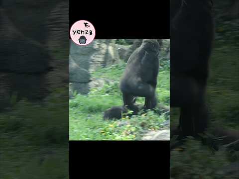 Naughty Ringo 🤣 gorilla taipeizoo 金剛猩猩 台北市立動物園 funnyanimals サムネイル
