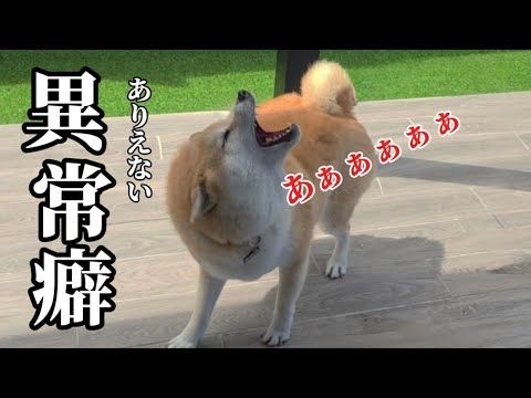 【異常行動】600kmの大移動…その先に待っていたのは柴犬の異常な程の癖でした