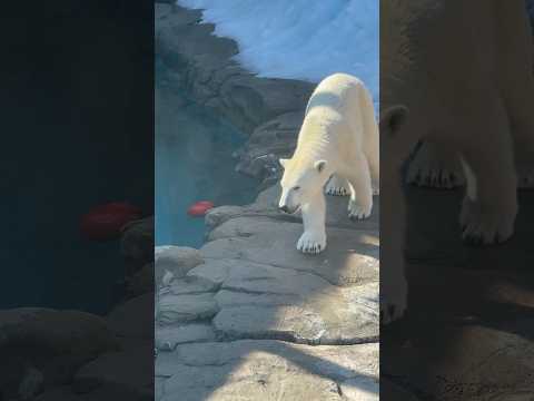 shorts ホッキョクグマのゆめちゃん　王子動物園　2025年12月27日 サムネイル