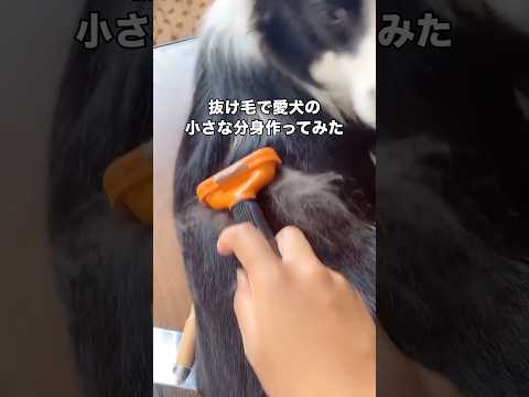 抜け毛からできた小さいボーダーコリー ボーダーコリー 羊毛フェルト ハンドメイド 大型犬 サムネイル