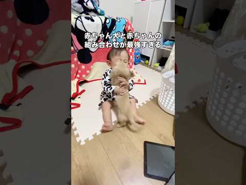 赤ちゃん同士で熱い抱擁交わしてる姿が可愛すぎる ダックス ダックスフンド 子犬 赤ちゃん サムネイル