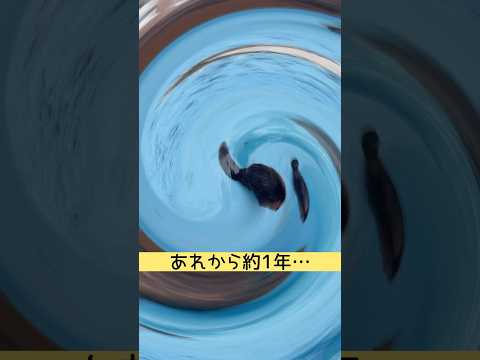 あれから１年… 東武動物公園 かわいい 動物 zoo animals アメリカビーバー ビーバー 動物園 サムネイル