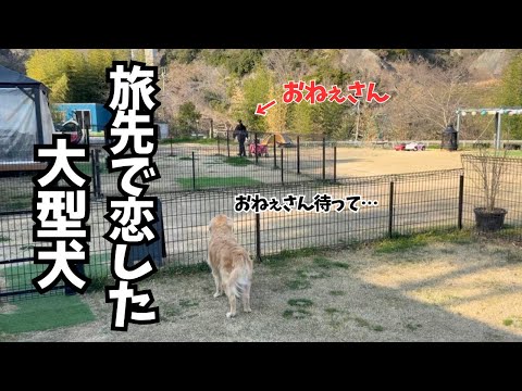 最高の旅先で最速で失恋した大型犬【ドッグでグッドなグランピング和歌山北】 サムネイル