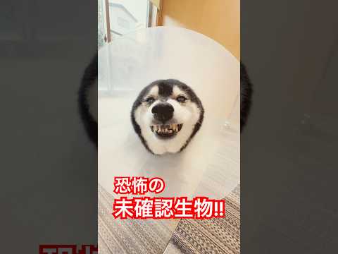 恐怖の未確認生物！柴犬は肉を食べると耳が無くなります...笑 サムネイル