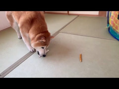 柴犬福 本日の第一ガムor第二ガムの選択🤣Shiba-Eat🤣 サムネイル