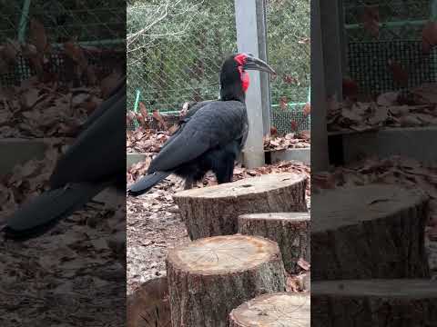 shorts ミナミジサイチョウ　埼玉県こどもどうぶつ自然公園　2026年3月6日 サムネイル