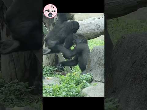 調皮Jabali拉Ringo下來😆 gorilla gorillatag taipeizoo 金剛猩猩 台北市立動物園… サムネイル