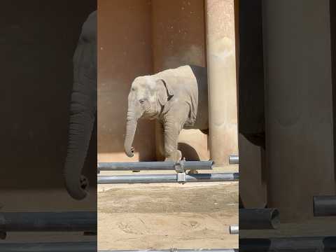 shorts うららちゃん ゾウらしいお顔になりましたネェ〜☺️ アジアゾウ　東山動植物園にて　2026年3月14日 サムネイル