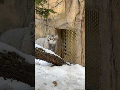 shorts アブちゃん奥に行っちゃったより〜っと教えてくれてそうなナゴムくん　マヌルネコ　那須どうぶつ王国にて　20… サムネイル