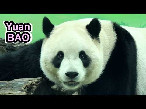 圓寶午睡醒來下樹,門口吃紅蘿蔔好可愛,吃筍筍可愛吃播|Giant Panda Yuan Bao,圆宝,貓熊,大貓熊,大…