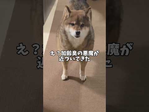 絶対絶滅の胡麻柴🤔 サムネイル