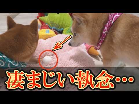 狙った物は絶対に奪う！チャンスが来るまで待ち続け、平和的に奪う柴犬の執念に笑ってしまいました。