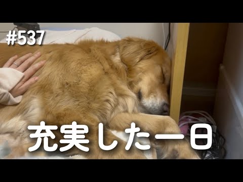 モンちゃんの充実した一日【ゴールデンレトリバー】 サムネイル