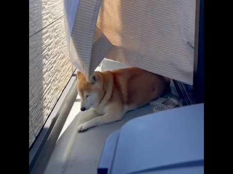 柴犬福 天サロ中、予想外の被害にあう柴犬🤣Shiba-happening🤣shorts 柴犬 shibainu jap… サムネイル