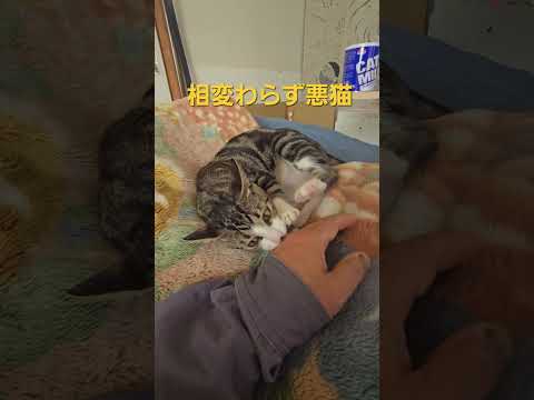 今日のキビ。体重3.1kg cat kitten 猫 子猫 仔猫 子猫の体重 ibukikohaku 癒し 子ネコ s… サムネイル