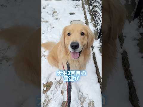 アヒル隊長の苦悩は続く大型犬 ゴールデンレトリバー サムネイル