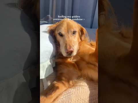 coming home to my golden retriever🦁goldenretriever viral yo… サムネイル