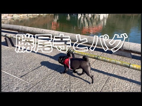勝尾寺でパグと一緒に合格祈願🐶みんなの分までお祈りしてきたよ🎍 サムネイル