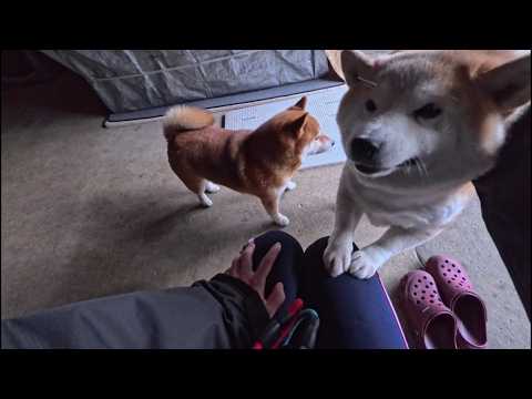 お客様に気持ちよく首輪をつけていただくため我々スタッフは誠心誠意尽くさせていただいており〼 サムネイル