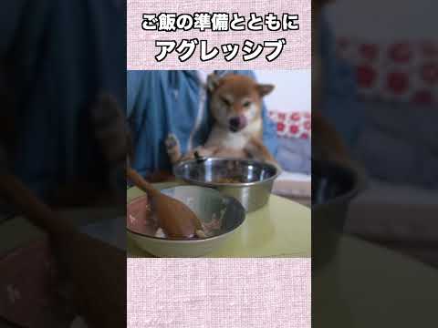 ご飯の準備とともにアグレッシブ サムネイル
